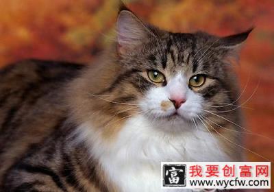 挪威森林猫的品种介绍