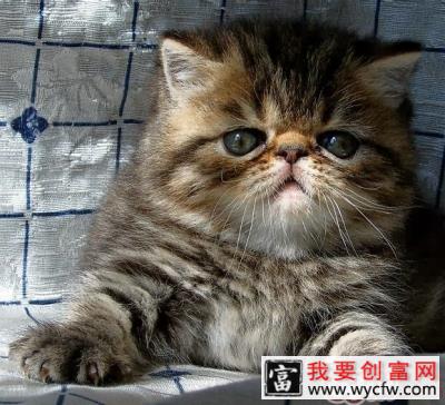 哪些品种的猫适合老人饲养