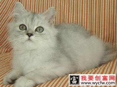 怎样消除猫咪身上的异味