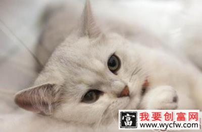 为什么猫咪乱吃胡萝卜容易中毒