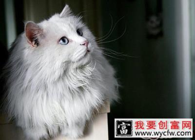 老年猫咪的护理方法