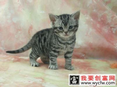 关于美国硬毛猫的资料介绍