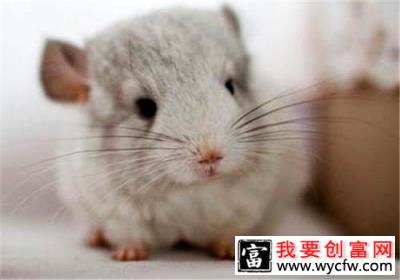 龙猫笼子布置的七大要点