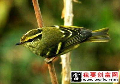 饲养黄腰柳莺要注意哪些问题