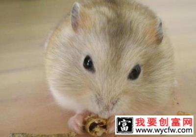 仓鼠藏食和挑食有什么区别