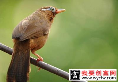 画眉鸟的驯养方法