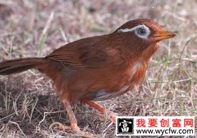 画眉鸟的驯养方法