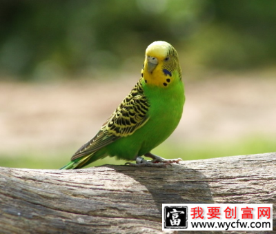 玩具对于训练鹦鹉的重要性