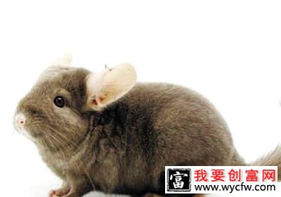 经常给龙猫称重有没有好处