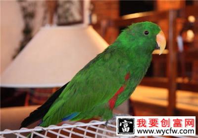 鹦鹉睡觉与生病的区别