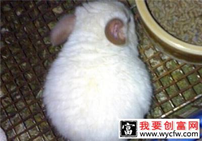 龙猫的寿命有多长
