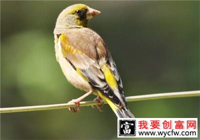 金翅雀的饲养知识