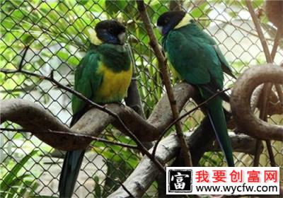 林肯港鹦鹉的饲养知识