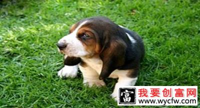 什么宠物小巧好养便宜？