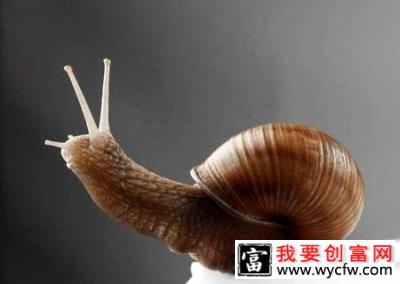 蜗牛是益虫还是害虫？蜗牛介绍