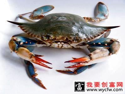 海螃蟹怎么养？海螃蟹饲养