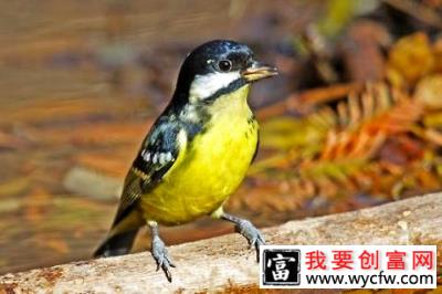 黄腹山雀怎么养