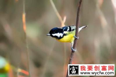 黄腹山雀怎么养