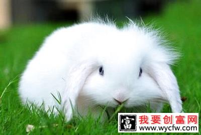 除了猫狗还有什么宠物