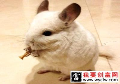 除了猫狗还有什么宠物