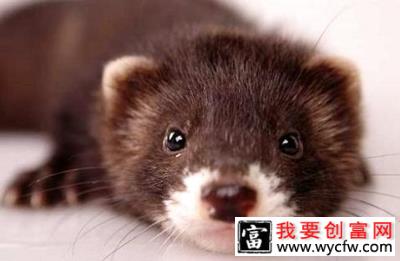 除了猫狗还有什么宠物