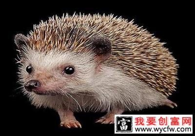 除了猫狗还有什么宠物