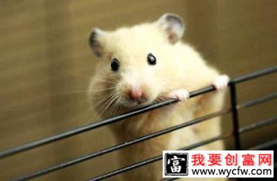 布丁鼠怎么养？布丁鼠饲养