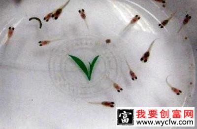 刚出生的小鱼怎么喂养？刚出生的小鱼吃什么