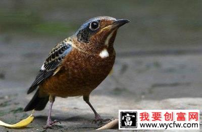 白喉矶鸫喂什么饲料？白喉矶鸫吃什么