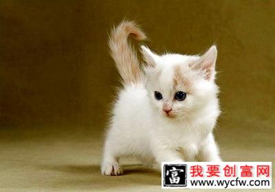 适合独居女性养的宠物都有哪些？