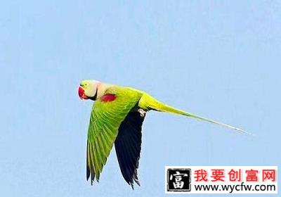 亚历山大鹦鹉饲养必备