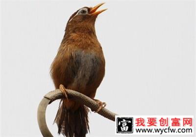 画眉鸟不叫怎么办