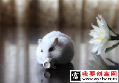 银狐仓鼠多少钱