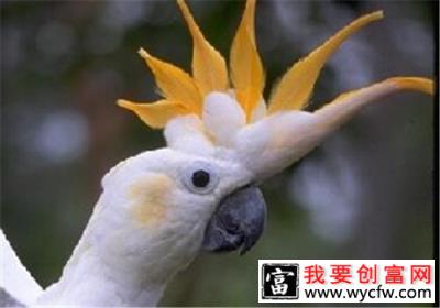 杜可波氏凤头鹦鹉的外形特点