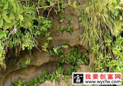 灰头锥尾鹦鹉的品种简介