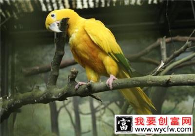 金黄锥尾鹦鹉的品种简介