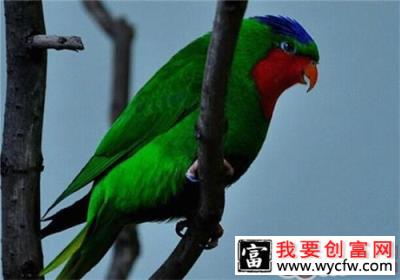 蓝冠吸蜜鹦鹉的形态特征