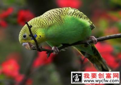虎皮鹦鹉品种简介