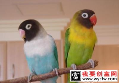 面罩情侣鹦鹉形态特征