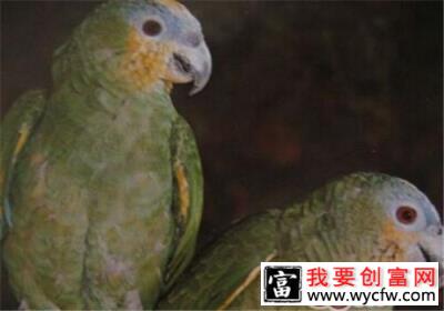 圣文生亚马逊鹦鹉的品种简介