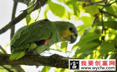 橙翅亚马逊鹦鹉的外形特点