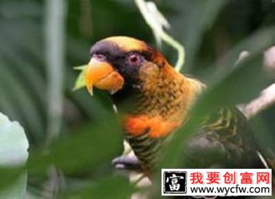 暗色吸蜜鹦鹉形态特征