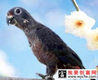 暗色鹦鹉的品种简介