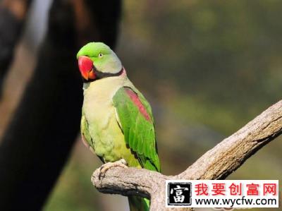 亚历山大鹦鹉的优缺点分析