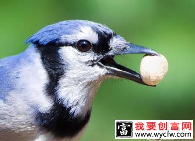 冠蓝鸦鸟的品种介绍