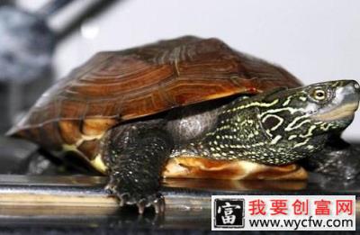 水龟怎么养？水龟饲养技巧