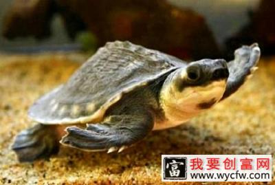 猪鼻龟的饲养方法有哪些？猪鼻龟饲养技巧
