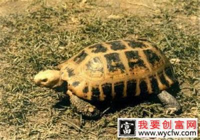 印度陆龟的饲养要点