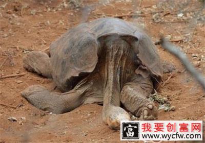 加拉帕戈斯象龟的品种简介