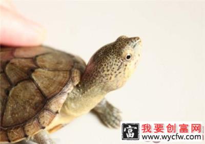 哈雷拉泥龟的形态特征